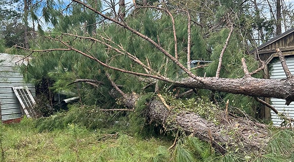 hurricane helene downed trees emergency resources and disaster recovery